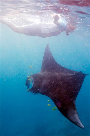 A woman swiming with a Manta ray Stock Photo - Premium Royalty-Free, Code: 6102-08559034