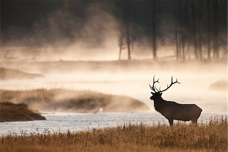 Silhouette of deer bull Stock Photo - Premium Royalty-Free, Code: 6102-08559197