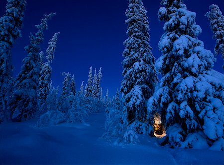 scandinavia landscape - Pie trees at winter Stock Photo - Premium Royalty-Free, Code: 6102-08559351
