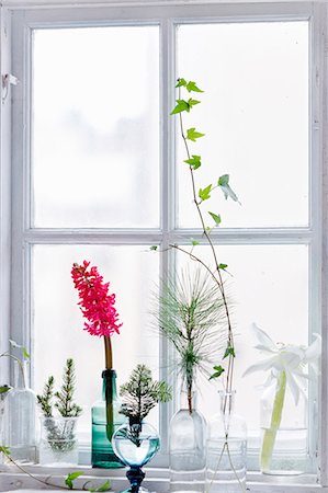 Flowers on windowsill, Sweden Stock Photo - Premium Royalty-Free, Code: 6102-08559330