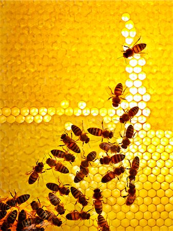 Honey bees, Sweden. Stock Photo - Premium Royalty-Free, Code: 6102-08559453