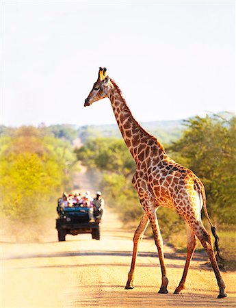 A giraffe crossing a road with a safari jeep, South Africa. Stock Photo - Premium Royalty-Free, Code: 6102-08559573