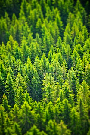 simsearch:6102-06026084,k - View of forest Stock Photo - Premium Royalty-Free, Code: 6102-08566154