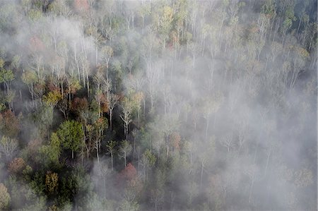 simsearch:6102-06026084,k - Aerial view of foggy forest, Sweden Stock Photo - Premium Royalty-Free, Code: 6102-08566238