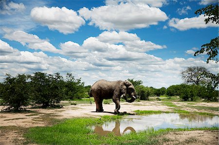 dusty environment - Elephant at water Stock Photo - Premium Royalty-Free, Code: 6102-08566375