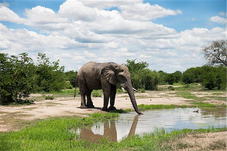 dusty environment - Elephant at water Stock Photo - Premium Royalty-Free, Code: 6102-08566376