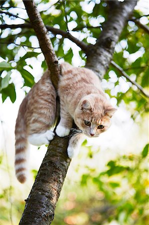 domestic cat - Cat on tree Stock Photo - Premium Royalty-Free, Code: 6102-08566570