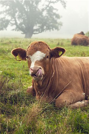 Cow on pasture Stock Photo - Premium Royalty-Free, Code: 6102-08642028
