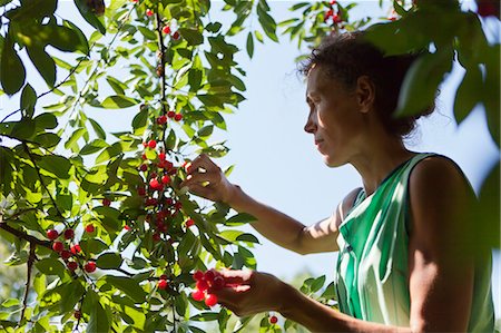 european cherry trees branches - Woman picking up cherries Foto de stock - Sin royalties Premium, Código: 6102-08746131