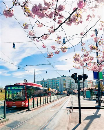 european cherry trees branches - Blooming cherry trees near bus stop Stock Photo - Premium Royalty-Free, Code: 6102-08746356