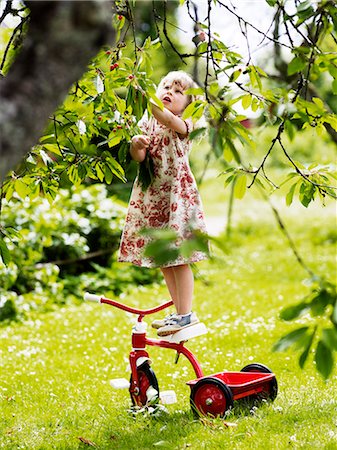 simsearch:649-07238535,k - Girl balancing on tricycle to reach for cherries on tree Stock Photo - Premium Royalty-Free, Code: 6102-08748584