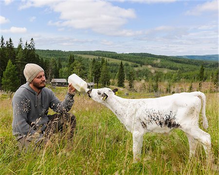 simsearch:6102-07158265,k - Man feeding calf on pasture Stock Photo - Premium Royalty-Free, Code: 6102-08760153