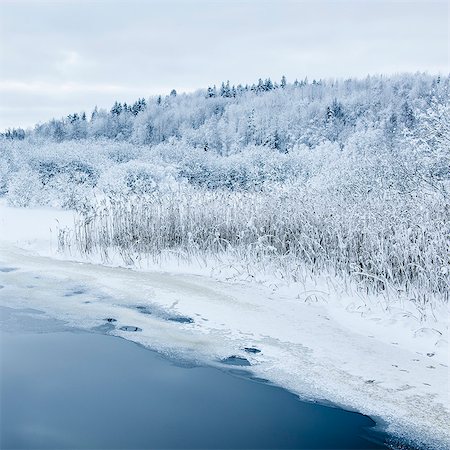 rivers and trees in winter - Winter landscape with river Stock Photo - Premium Royalty-Free, Code: 6102-08760350