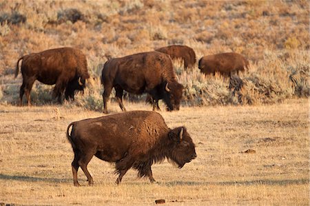 Bison grazing Stock Photo - Premium Royalty-Free, Code: 6102-08760586