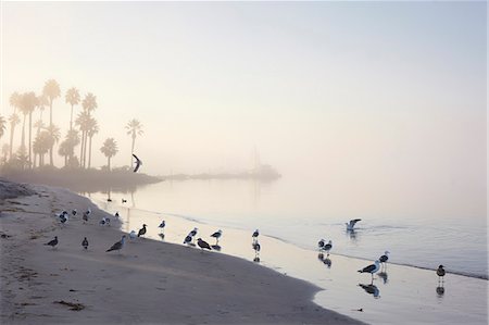 silhouettes birds - Seagulls Stock Photo - Premium Royalty-Free, Code: 6102-08761491