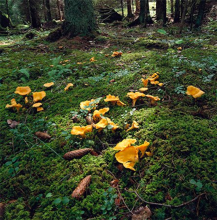 Chanterelles in the forest. Stock Photo - Premium Royalty-Free, Code: 6102-08761642