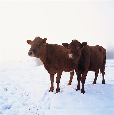 Cows standing in snow Stock Photo - Premium Royalty-Free, Code: 6102-08768596