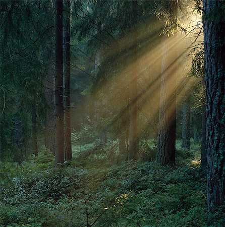 Sunbeams in a forest, Sweden. Stock Photo - Premium Royalty-Free, Code: 6102-08768729