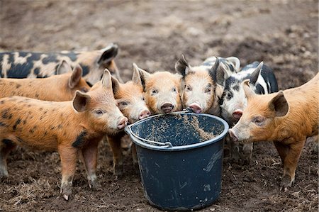 piglet - Pigs standing by bucket Stock Photo - Premium Royalty-Free, Code: 6102-08881805