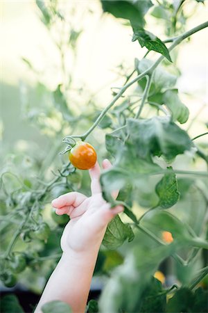 simsearch:6102-06965813,k - Childs hand picking tomato Stock Photo - Premium Royalty-Free, Code: 6102-08885258