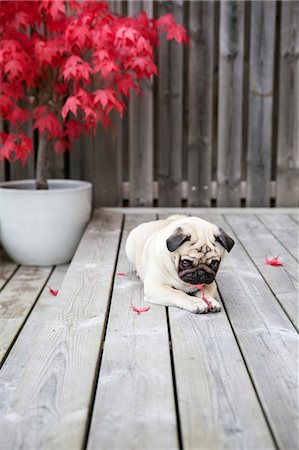 puppy and outside - Pug lying down Stock Photo - Premium Royalty-Free, Code: 6102-08942339