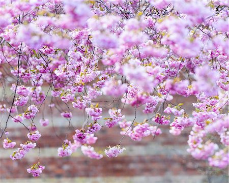 european cherry trees branches - Cherry blossom Foto de stock - Sin royalties Premium, Código: 6102-08994916