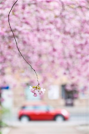 european cherry trees branches - Cherry blossom Foto de stock - Sin royalties Premium, Código: 6102-08994918