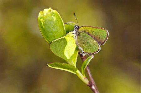 simsearch:400-04587823,k - Butterfly, close-up Stock Photo - Premium Royalty-Free, Code: 6102-08995109