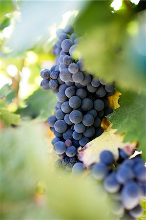 Purple grapes hanging on vine in vineyard Stock Photo - Premium Royalty-Free, Code: 6102-08995572