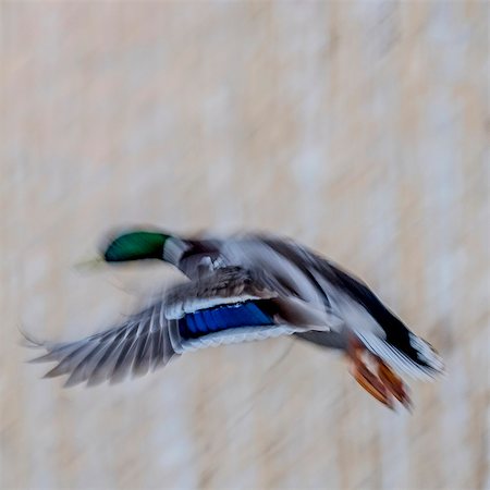 Duck in flight Stock Photo - Premium Royalty-Free, Code: 6102-08996211