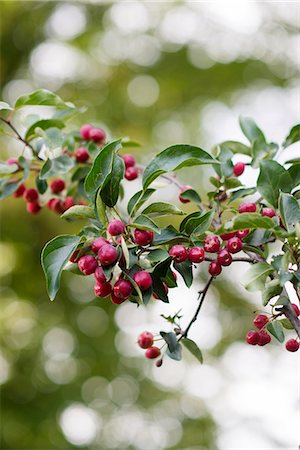 simsearch:6102-07157973,k - Little apple fruits on branch Stock Photo - Premium Royalty-Free, Code: 6102-08996576