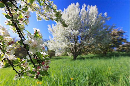 Cherry Blossom trees in spring at the Arnold Arboretum, Boston, Massachusetts, USA Stock Photo - Premium Royalty-Free, Code: 6105-07521398