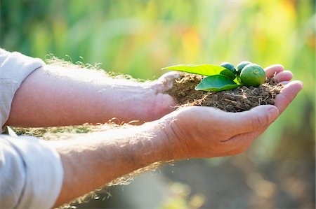 start growing plant - Close-up of a man's hand holding a seedling Stock Photo - Premium Royalty-Free, Code: 6108-05870516