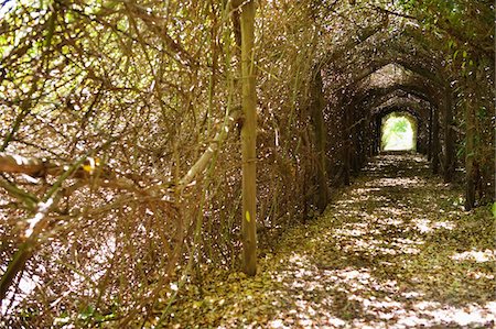 Narrow path passing through a tunnel Stock Photo - Premium Royalty-Free, Code: 6108-05870734