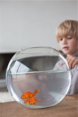simsearch:6122-07698204,k - Close-up of a boy looking at fishbowl Stock Photo - Premium Royalty-Free, Code: 6108-05871197