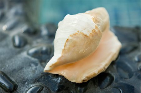 seashell - Close-up of a shell Stock Photo - Premium Royalty-Free, Code: 6108-05874106