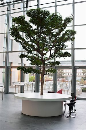 Tree growing on a table in an office lobby Stock Photo - Premium Royalty-Free, Code: 6108-06168466