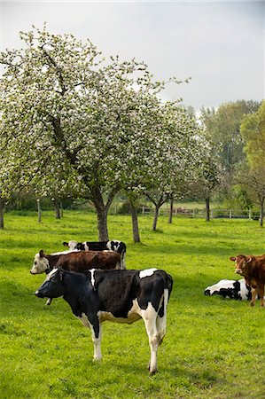 France, Normandy, herd of calves in a meadow Stock Photo - Premium Royalty-Free, Code: 6108-08636869