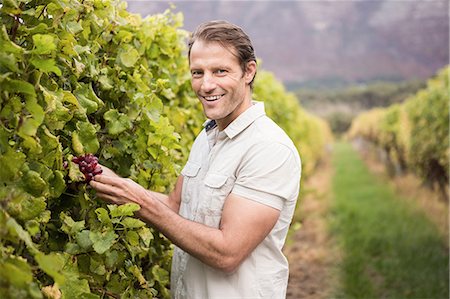 simsearch:6109-08204218,k - A man picking some grapes in his vineyard Stock Photo - Premium Royalty-Free, Code: 6109-08204230