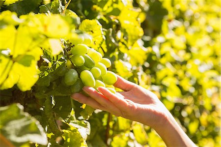 simsearch:6109-08204218,k - Vintner holding bunch of grapes Stock Photo - Premium Royalty-Free, Code: 6109-08204334