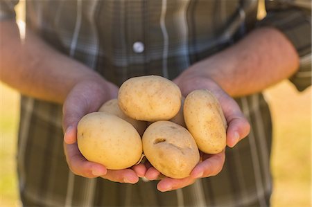 potato farm - Man holding some potatoes in the park Stock Photo - Premium Royalty-Free, Code: 6109-08488572