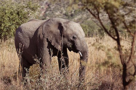 endangered species - Elephant grazing the african plain in South Africa Photographie de stock - Premium Libres de Droits, Code: 6109-08488698