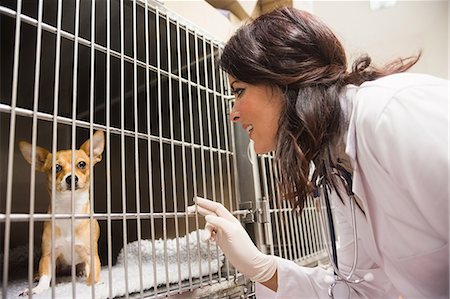 simsearch:6109-08537861,k - Veterinarian monitoring sick dog in cage Stock Photo - Premium Royalty-Free, Code: 6109-08536659