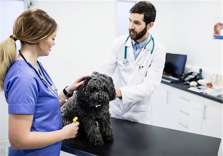 simsearch:6109-08537861,k - Vets examining dog Stock Photo - Premium Royalty-Free, Code: 6109-08537881