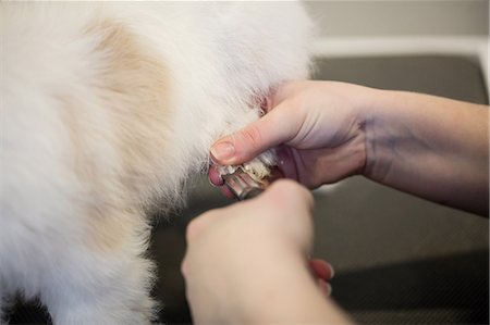 Dog getting nail trim by vet Stock Photo - Premium Royalty-Free, Code: 6109-08537808