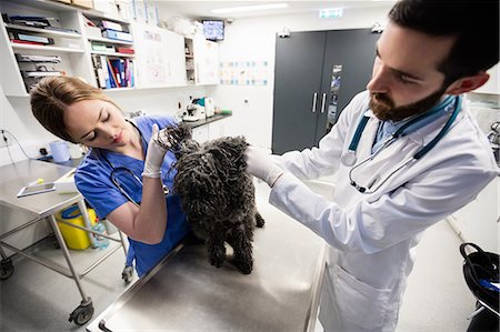 simsearch:6109-08537861,k - Vets examining dog Stock Photo - Premium Royalty-Free, Code: 6109-08537907