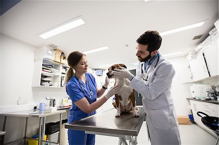 simsearch:6109-08537861,k - Vets examining dog Stock Photo - Premium Royalty-Free, Code: 6109-08537905