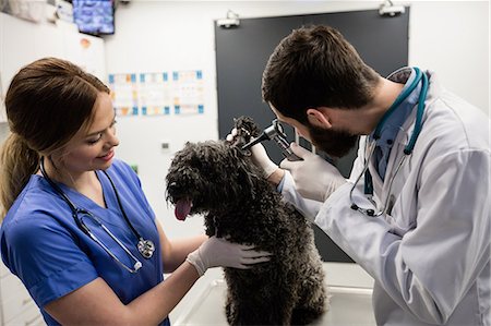 simsearch:6109-08537861,k - Vets examining dog Stock Photo - Premium Royalty-Free, Code: 6109-08537912