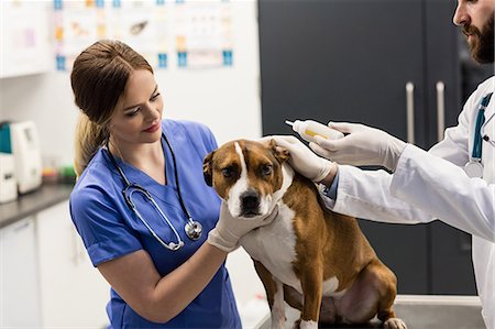 simsearch:6109-08537861,k - Vets putting drops on dogs ear Stock Photo - Premium Royalty-Free, Code: 6109-08537917