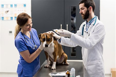 simsearch:6109-08537861,k - Vets putting drops on dogs ear Stock Photo - Premium Royalty-Free, Code: 6109-08537919